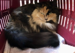 snekkersten dyreklinik